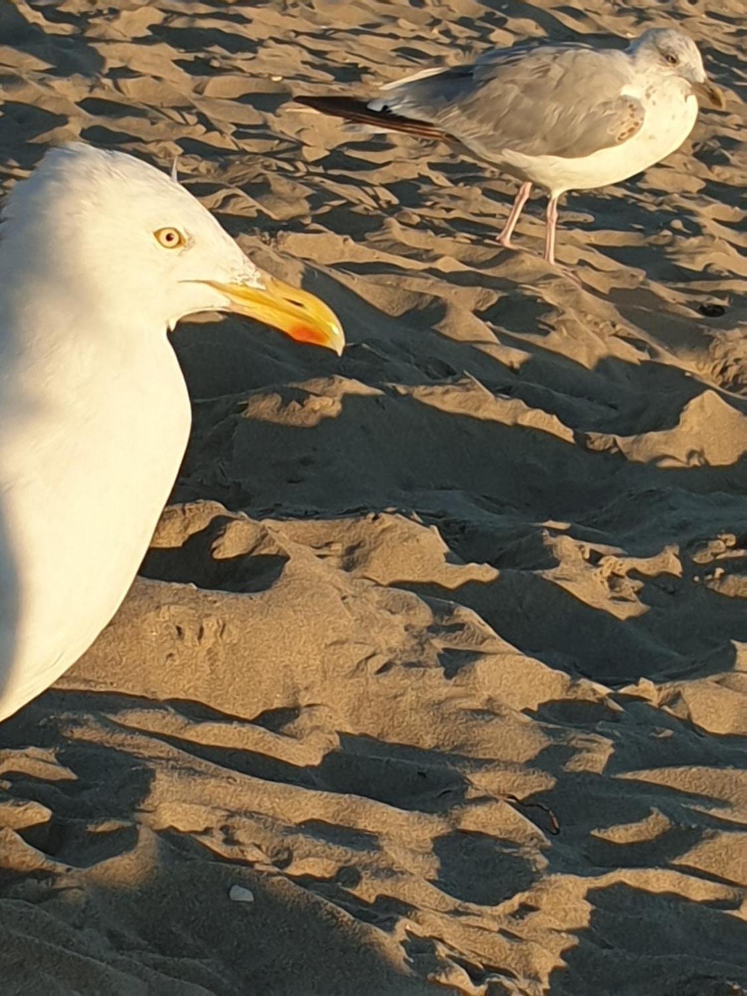 Rembrandts Beach View Zandvoort Esterno foto
